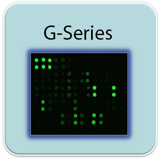 RayBiotech, array, Stem cell, 晶片, 幹細(xì)胞, protein array, antibody array, 人類幹細(xì)胞分化蛋白晶片, Human Stem Cell Array G1