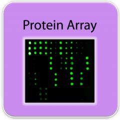 PAH-LCAA-G1-8, 人類肺癌 IgA 自體抗體晶片 Lung Cancer IgA Autoantibody Array G1, RayBiotech,array,肺癌,IgA, 自體抗體, Autoantibody, 晶片