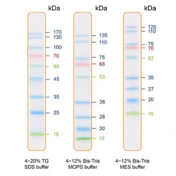 IRIS9 Plus Prestained Protein Ladder